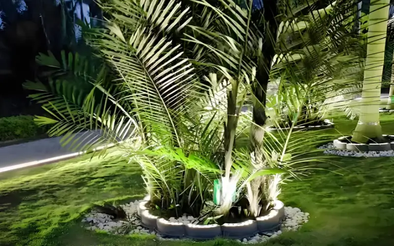 Cómo elegir una lámpara LED para palmeras adecuada