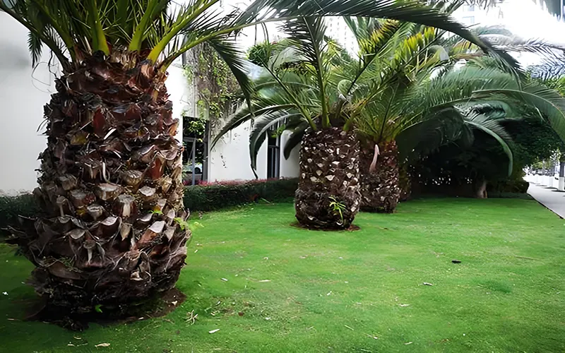 Custom-Sized Palm Tree Ring Lights installed on palm trees, creating decorative outdoor lighting effect